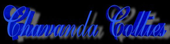 Welcome to Chavanda Collies
